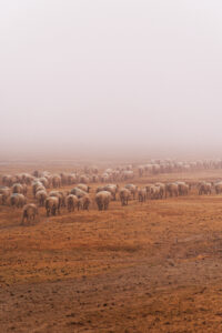 Moutons dans les polders du Mont-Saint-Michel