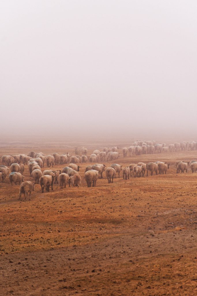 Moutons dans les polders du Mont-Saint-Michel