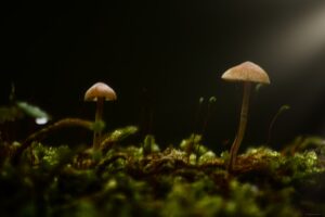 Champignons dans la forêt