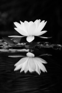 Lotus et son reflet